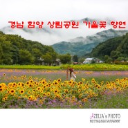 경남 함양 상림공원 가을꽃 향연 1부 【23년9월16일】