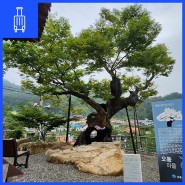 남해 오동마을 새로운 관광명소로 부상한 518살 느티나무