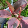 붉은빛 잎사귀 루비 고무나무 전지하며 키우기