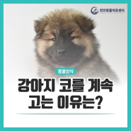 천안24시동물병원, 강아지가 코를 계속 고는 이유