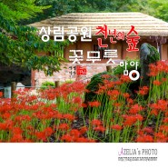 경남 함양 상림공원 천년의숲 꽃무릇 2부 【23년9월16일】