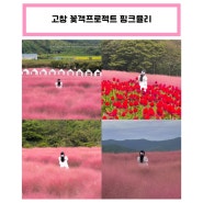 [고창] 꽃객프로젝트 :: 가을꽃 명소 고창 핑크 뮬리 축제