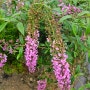 붓들레아 핑크딜라이트 꽃피는 시기와 붓들레아 꽃의 화려하고 아름다운 모습과 종류