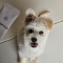 강아지 장미 x 79일 : 강아지 피부 영양제 스탬푸드 스킨파우더 좋아요!