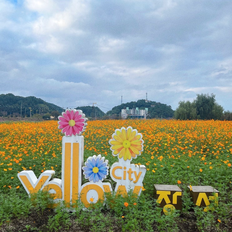 장성 황룡강 가을꽃축제2023🌸🌼 : 네이버 블로그 장성 황룡강 가을꽃축제2023🌸🌼 : 네이버 블로그