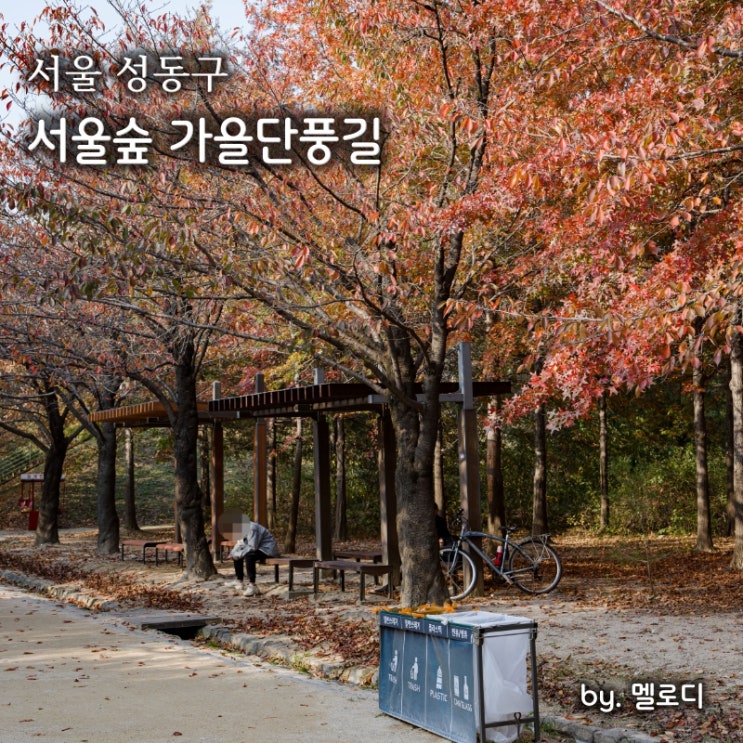 서울숲 단풍 바람의언덕 가을단풍길 with 벚나무길 꽃사슴 : 네이버 블로그