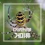 절지동물인 거미류의 외형과 특징