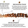 [Coffee Roasting] Developing Flavour by roasting