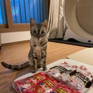 일본가서 구해온 고양이 간식