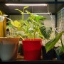 알뜰한 비얀 LED식물등 가성비 효과 최고~