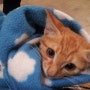 고양이유미흉 흉강에 우유빛 물이 고이는 무서운 질병