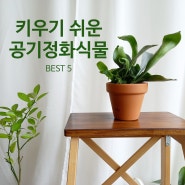 키우기 쉬운 실내 공기정화식물 BEST 5