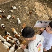 원주자연생태원 토끼 체험하기 앵무새밥주기 21개월 아이와 갈만한곳 두번째 방문후기