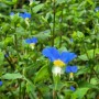 파란 꽃 닭의장풀 달개비 꽃 꽃말