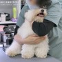 용인 강아지 피부 진료, 24시 응급진료하는 블레스동물메디컬센터의 하루