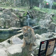 대구 워킹사파리 호랑이와 사자가 있는 다양한 체험존 네이처파크 야외동물원