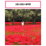 [고창] 선운사 꽃무릇 상사화 :: 전북 가을꽃 명소