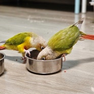 앵무새 가정호텔링 일기(3) - 조생의 전환점