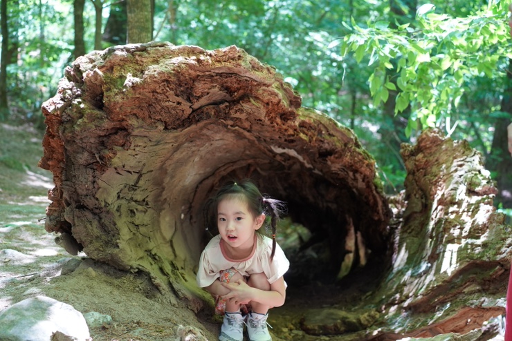 [평창여행 day1] 오대산월정사전나무숲길, 유명식당, 삼양목장...