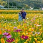[경남 하동] 가을에는 북천 황화 코스모스 메밀꽃 축제(명소)에서 인생사진 찍어요.(주차장)