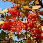 [만리풍취의 야생화 이야기] 가을에 '빨간 열매'를 맺는 나무들