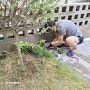 [미니정원] 국화 모종 심고 나무 다듬기
