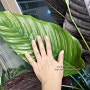 잎이 화려한 공기정화식물 칼라데아 오나타 대품