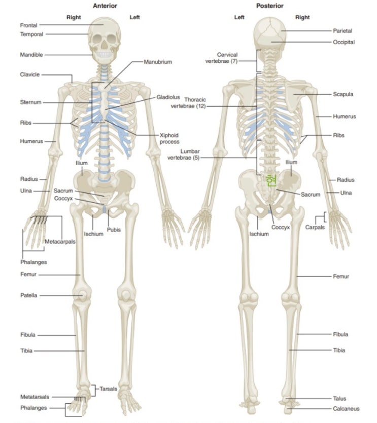 [의학용어/정형외과(OS)] Bone(뼈) 명칭: 💀척추관절병원 간호사 : 네이버 블로그