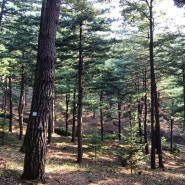 2023년 국립하늘숲추모원(수목장림)의 추석 전경