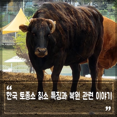 토종소 칡소 사라진 이유, 직접 찍은 얼룩소 사진 한우 종류 특징 : 네이버 블로그