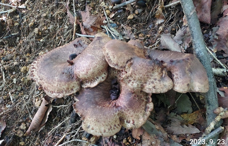 먹을 수 있는 자연산 야생 식용버섯 종류 8 가지 효능, 송이버섯, 능이버섯 채취시기 : 네이버 블로그