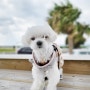 강아지 해외여행, 바람과 함께한 2022 오키나와 여행 첫날