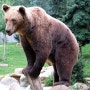 [성경 속 동물들] 곰 (Bear) - 성경 구절들로 설명하기