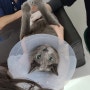 목동동물병원, 유목민의 정착 고양이병원이 된 월드펫동물메디컬센터 : 빈이 건강검진 다녀오다