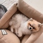 [두그루 강아지 카시트] 안전한 드라이브를 위한 강아지 카시트 :)