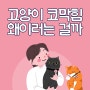 고양이 코막힘 왜이러는 걸까