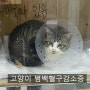 [대구 동물병원][수성구 동물병원][노령견 특화][응급진료] [에피소드 동물병원] 고양이 범백혈구감소증(Feline Panleukopenia)