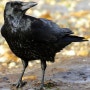 [성경 속 동물들] 까마귀 (Crow) - 성경 구절들로 설명하기