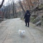 강아지와 함께 한 춘천 겨울 구곡폭포 애견동반 기록