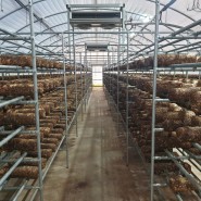 표고버섯 톱밥배지 휴지기 관리 및 겨울철 농수관 관리