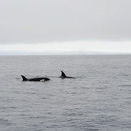[미국 VSR] 몬터레이(Monterey) 고래 투어 (10월)