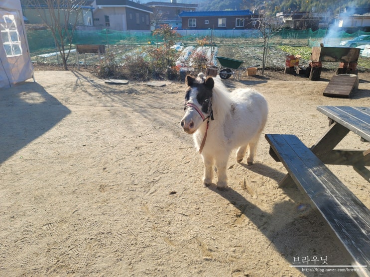 [진주키즈카페] 진주 실내동물원 애니멀프렌즈