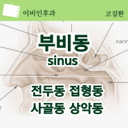 부비동(sinus) - 전두동, 사골동, 상악동, 접형동