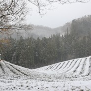 보성 겨울 여행, 눈내리는 대한다원 차밭