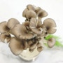 초등방학 실내 버섯 재배키트(표고, 느타리) 키우기 체험 추천