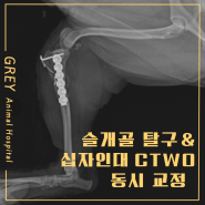 슬개골탈구4기+십자인대파열 동시수술 슬개골수술 슬개골재탈구수술 십자인대절골수술 CTWO TPLO 수술전문동물병원 그레이동물의료센터 그레이동물병원위례점 위례동물병원 성남동물병원