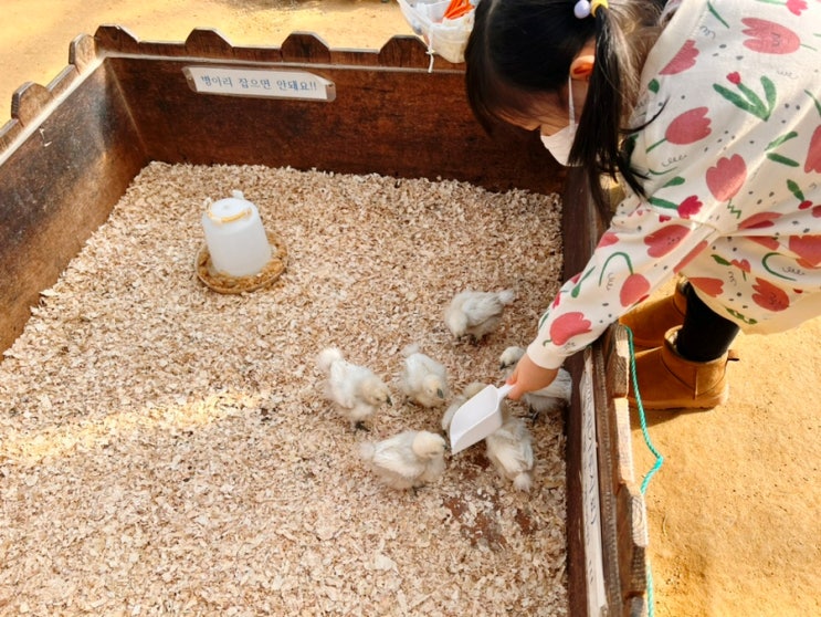 부천 아이와 가볼만한곳 나눔농장 아기 동물체험