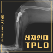 TPLO 십자인대수술 절골수술 십자인대파열 십자인대수술비용 TPLO수술비용 비숑[그레이동물의료센터/그레이동물병원위례점/위례동물병원/송파동물병원/강동구동물병원/성남동물병원]