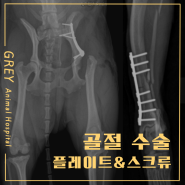 경골골절 비골골절 경골원위부 푸들골절 토이푸들 강아지골절 낙상 골절수술 사골절 골절전문 수술전문 그레이동물의료센터 그레이동물병원 위례동물병원 송파동물병원 성남동물병원 하남동물병원