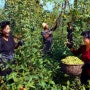[HOP&HOPE]북한 홉재배-양강도 주민들 맥주 생산용 호프꽃 수확